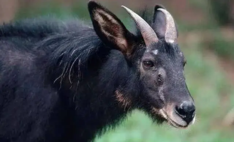 Phát hiện sinh vật kỳ lạ trên núi, dân làng báo cảnh sát phong tỏa - Ảnh 1. Phát hiện sinh vật kỳ lạ trên núi, dân làng báo cảnh sát phong tỏa - Ảnh 1.