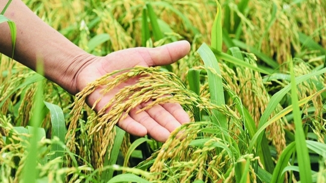 Gạo Việt: Sụt giảm kỷ lục 11 tháng và cuộc đua xanh hóa thương hiệu - Ảnh 2.