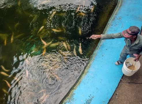 Trước khi mang giống lúa gây sốt sang Cuba, hóa ra Việt Nam đã mang công nghệ nuôi cá ‘đổi đời’ sang đây từ 14 năm trước, thu kết quả ấn tượng chỉ trong 3-4 tháng - Ảnh 1.