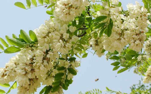 Loại c&acirc;y mang lại may mắn v&agrave; ph&uacute;c lộc, người Việt hay trồng l&agrave;m h&agrave;ng r&agrave;o: Từ rễ tới hoa đều l&agrave; thuốc - Ảnh 8.