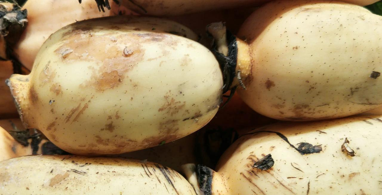 5 loại rau củ mùa đông mẹ đảm tuyệt đối đừng mua kẻo hại cả nhà, nhất là loại thứ 2 ai cũng thích- Ảnh 3. 5 loại rau củ mùa đông mẹ đảm tuyệt đối đừng mua kẻo hại cả nhà, nhất là loại thứ 2 ai cũng thích- Ảnh 3.