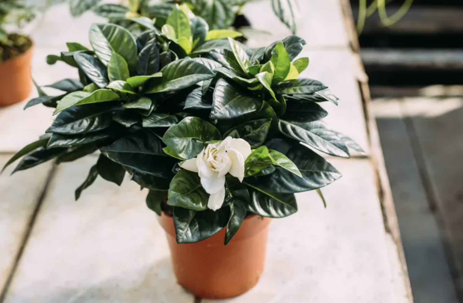 - Ảnh 8. - Ảnh 8.