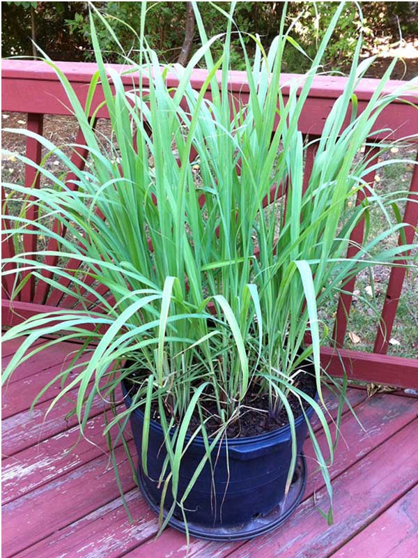 3 loại cây vừa đuổi rắn, vừa trấn trạch, mang lại phong thủy tốt không ngờ cho gia chủ - Ảnh 1.