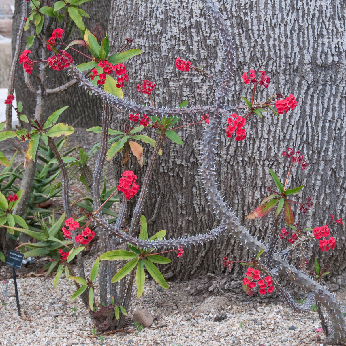 Loại cây là "kẻ thù không đội trời chung" của rắn và chuột: Trồng 1 cây có được đến 3 lợi ích - Ảnh 1. Loại cây là "kẻ thù không đội trời chung" của rắn và chuột: Trồng 1 cây có được đến 3 lợi ích - Ảnh 1.