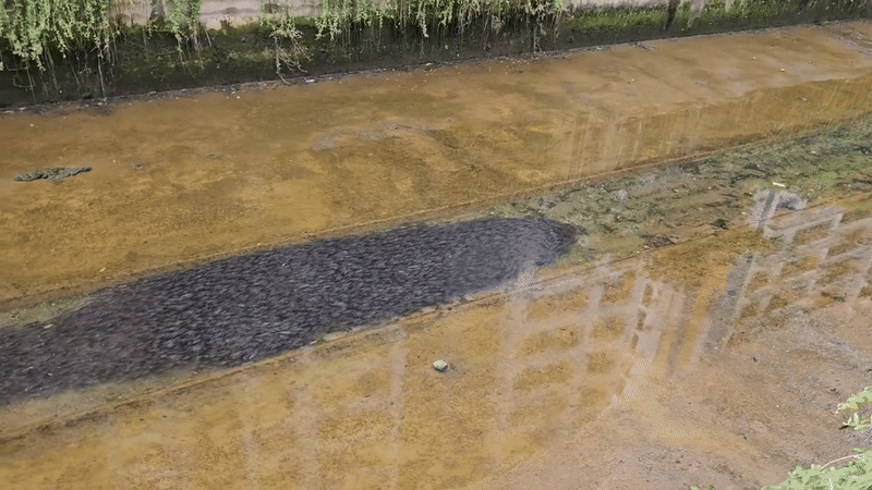 Cảnh tượng nổi da gà tại một rãnh nước ở Singapore - Ảnh 1. Cảnh tượng nổi da gà tại một rãnh nước ở Singapore - Ảnh 1.