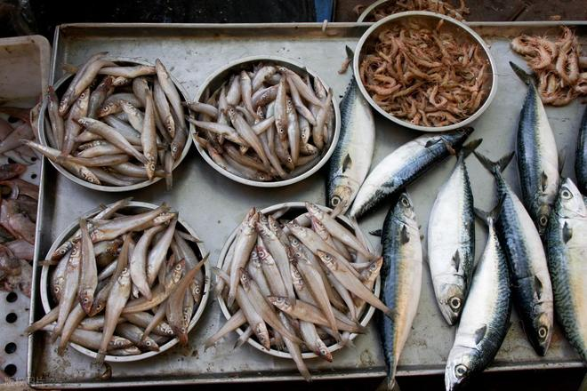 4 Loại Cá Dễ Là 