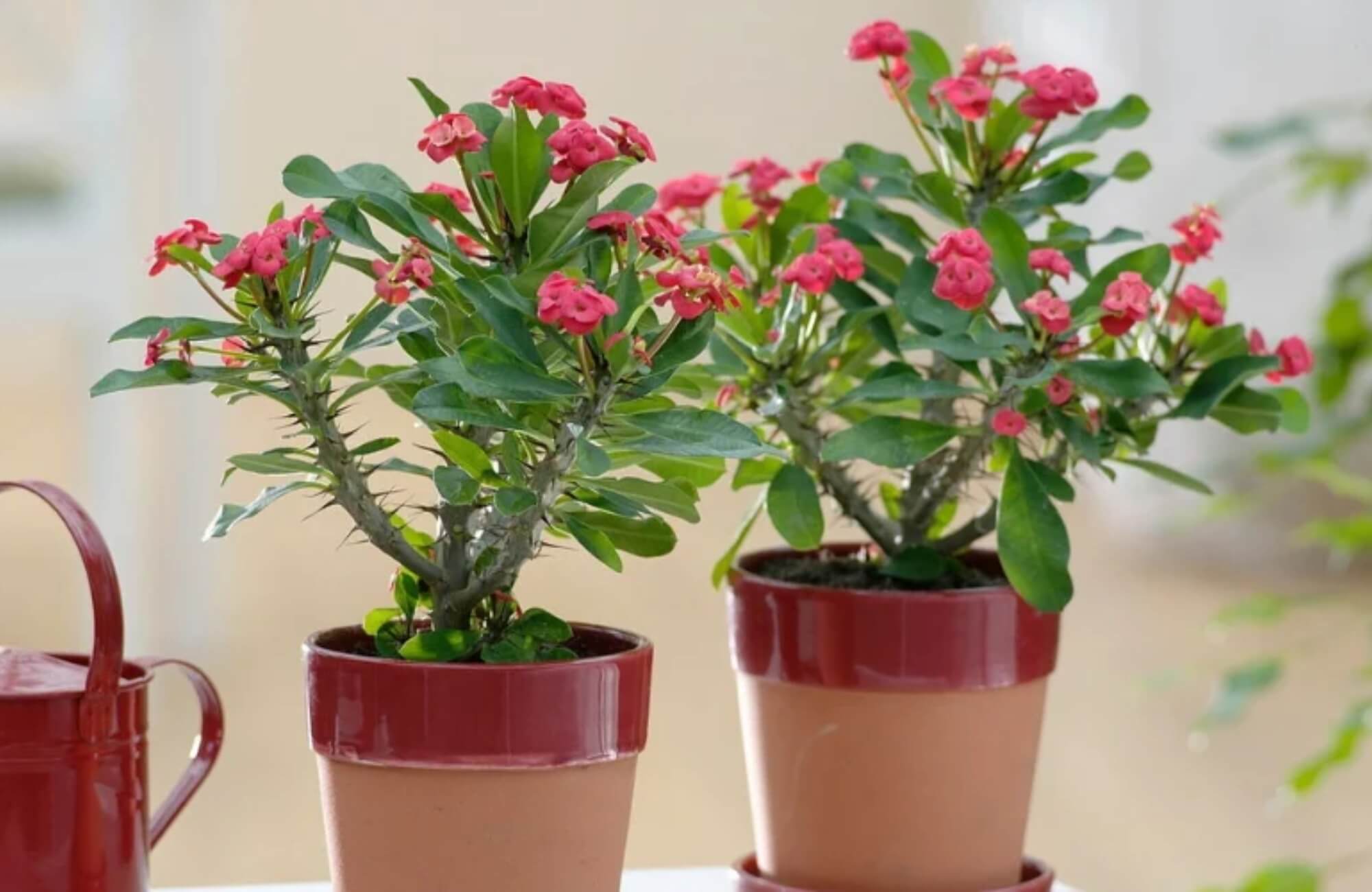 Loại cây là "kẻ thù không đội trời chung" của rắn và chuột: Trồng 1 cây có được đến 3 lợi ích - Ảnh 3. Loại cây là "kẻ thù không đội trời chung" của rắn và chuột: Trồng 1 cây có được đến 3 lợi ích - Ảnh 3.