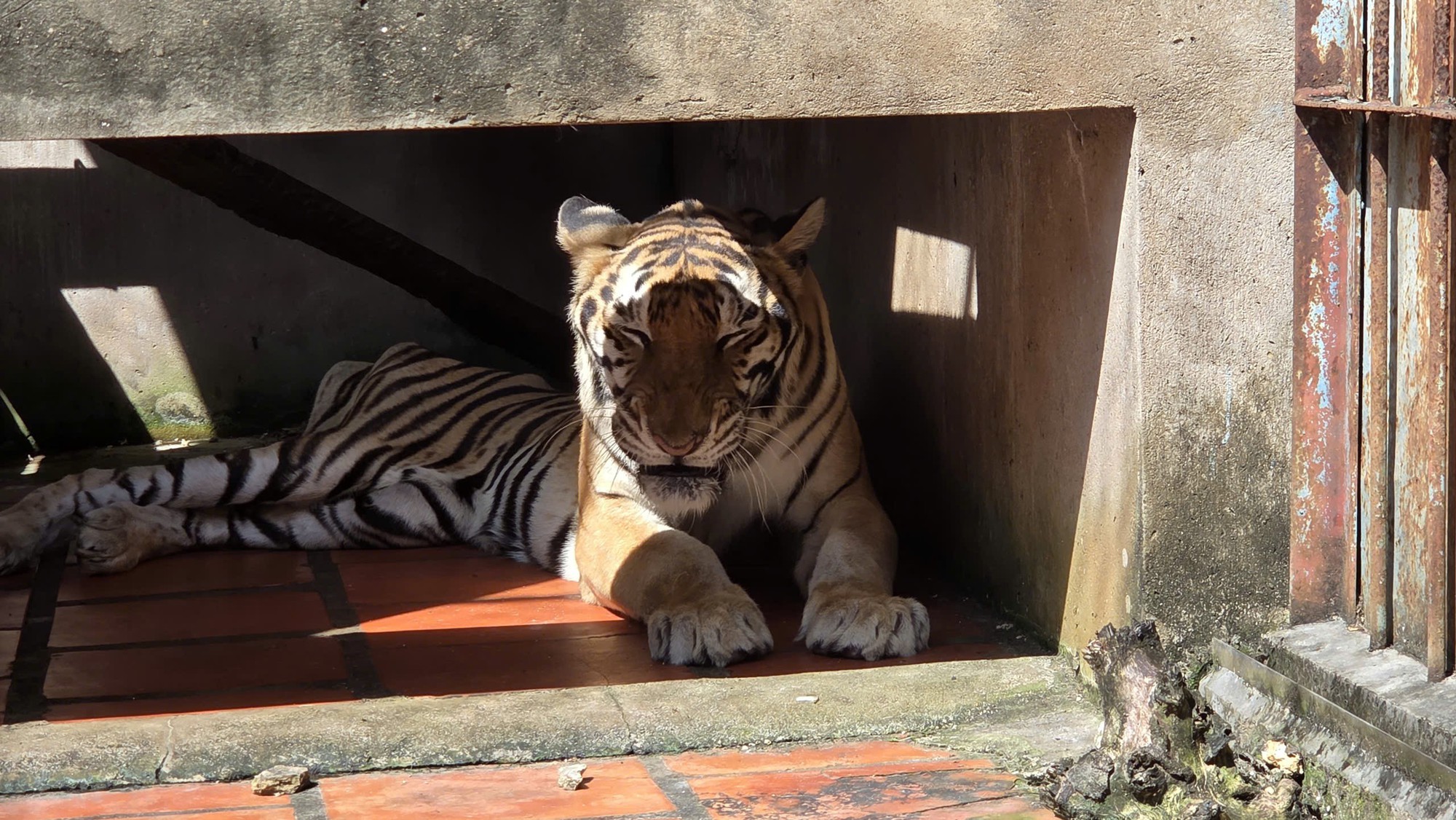 Chủ cơ sở nu&ocirc;i nhốt động vật hoang d&atilde; ở TPHCM n&oacute;i g&igrave;? - Ảnh 1.