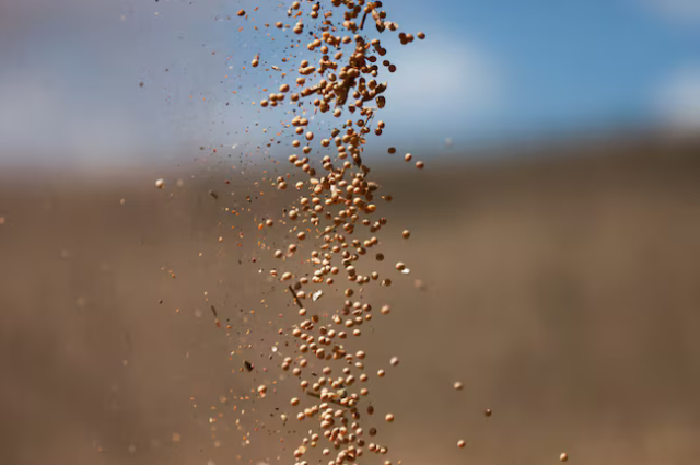 Nhận tin buồn từ Trung Quốc, Mỹ đưa gần 1 triệu tấn &lsquo;hạt v&agrave;ng&rsquo; v&agrave;o Việt Nam: Nước ta ti&ecirc;u thụ h&agrave;ng triệu tấn mỗi năm, gi&aacute; rẻ hấp dẫn - Ảnh 1.