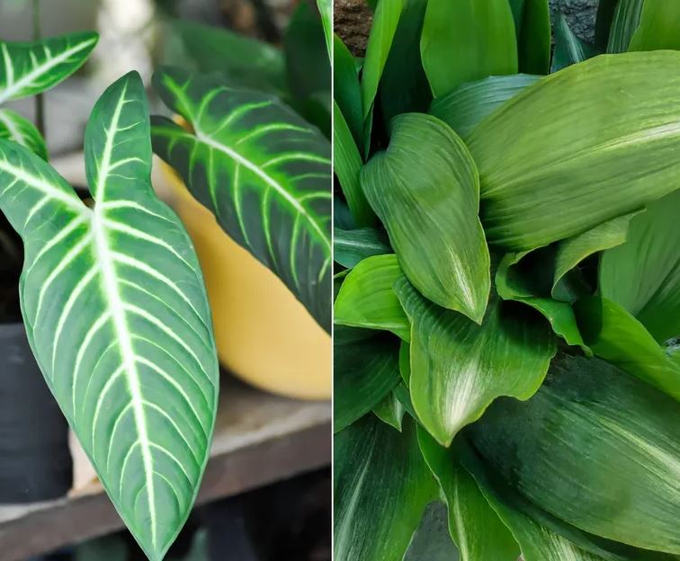 - Ảnh 3. - Ảnh 3.