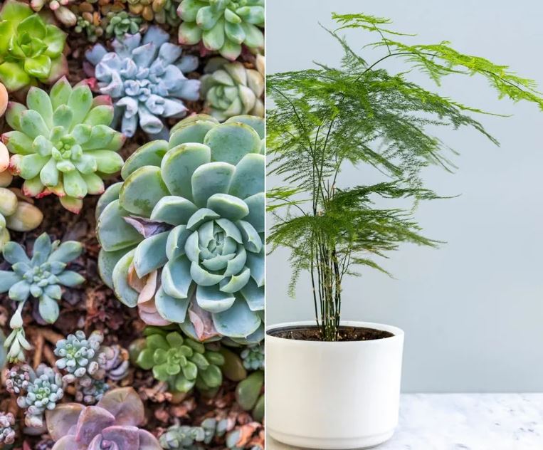 - Ảnh 1. - Ảnh 1.