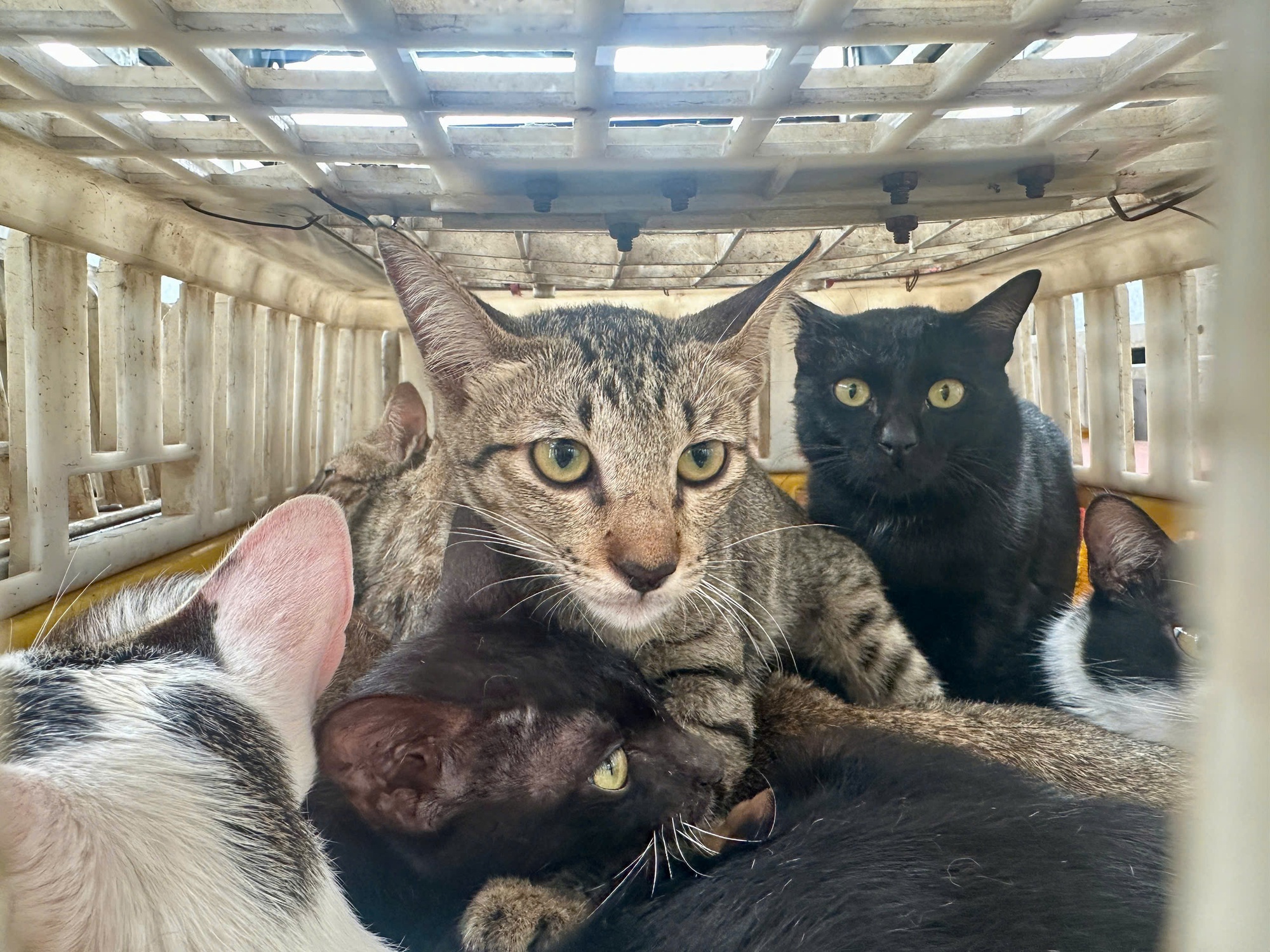 Kho lạnh mèo Đồng Tháp: Phát hiện 700 kg mèo không rõ nguồn gốc bị tiêu hủy - Ảnh 4.