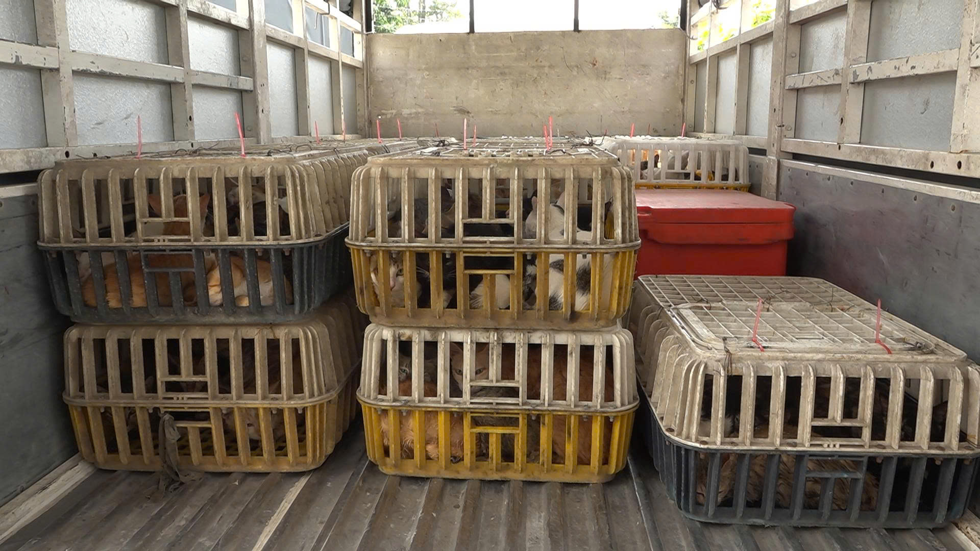 Kho lạnh mèo Đồng Tháp: Phát hiện 700 kg mèo không rõ nguồn gốc bị tiêu hủy - Ảnh 3.