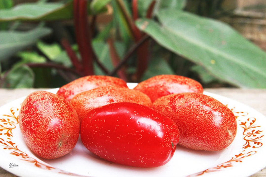 Loại c&acirc;y ở Việt Nam gi&aacute; rẻ như cho, sang "trời t&acirc;y" 3,5 triệu đồng/c&acirc;y - Ảnh 2.