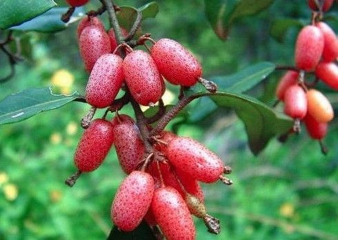 Loại c&acirc;y ở Việt Nam gi&aacute; rẻ như cho, sang "trời t&acirc;y" 3,5 triệu đồng/c&acirc;y - Ảnh 1.