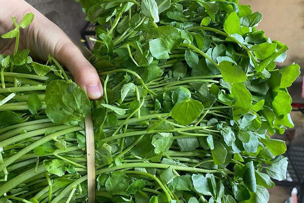 Chợ Việt có loại rau 10.000/bó, là "trùm cuối" chống ung thư được cả thế giới công nhận - Ảnh 2. Chợ Việt có loại rau 10.000/bó, là "trùm cuối" chống ung thư được cả thế giới công nhận - Ảnh 2.