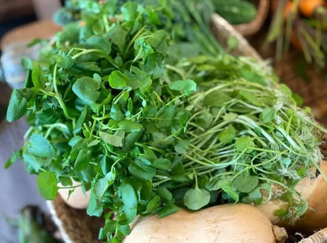 Chợ Việt có loại rau 10.000/bó, là "trùm cuối" chống ung thư được cả thế giới công nhận - Ảnh 1. Chợ Việt có loại rau 10.000/bó, là "trùm cuối" chống ung thư được cả thế giới công nhận - Ảnh 1.