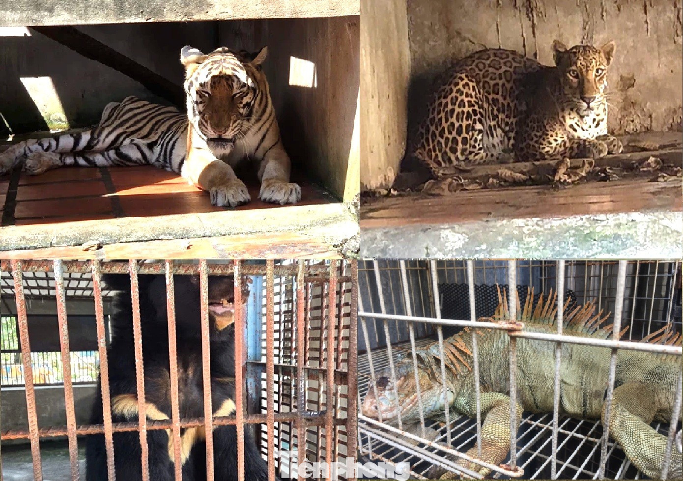 Nguồn gốc những con hổ nuôi nhốt ở TPHCM gây lo ngại Về an toàn - Ảnh 1.