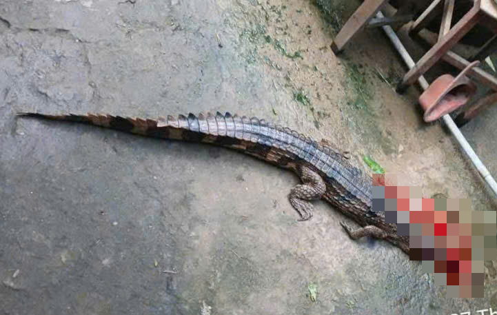Vụ cá sấu cắn thầy giáo ở Tây Ninh và án Phạt 315 triệu đồng cho người nuôi - Ảnh 1.