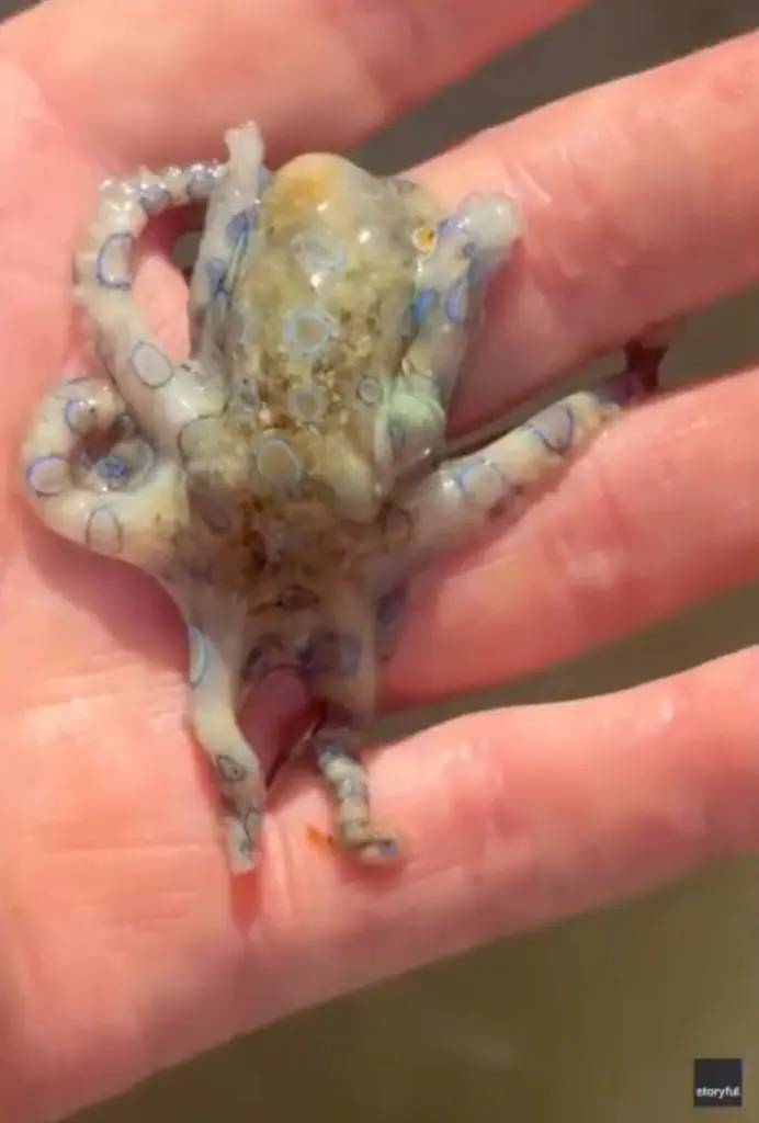 Du kh&aacute;ch v&ocirc; t&igrave;nh cầm "thần chết đại dương" c&oacute; độc gấp 1.000 lần Xyanua - Ảnh 1.