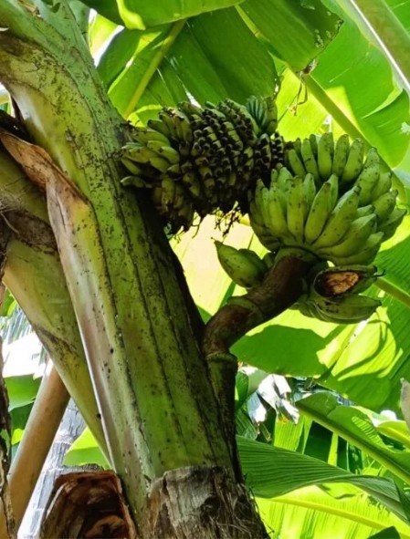 Cây chuối trong làng bỗng xuất hiện hiện tượng lạ, người dân xôn xao "chưa từng thấy bao giờ" - Ảnh 1.