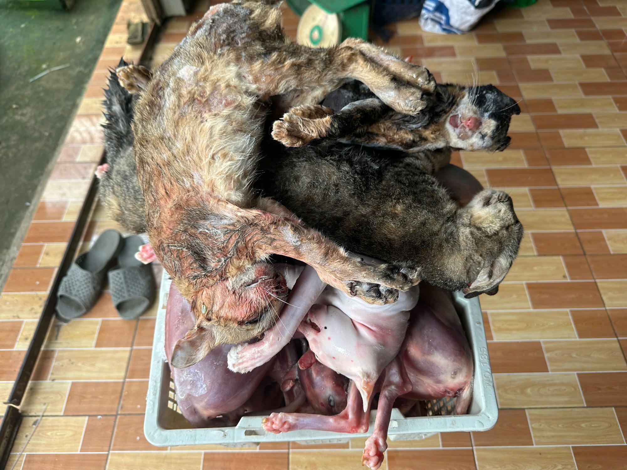 Diễn biến mới vụ kho chứa mèo không rõ nguồn gốc ở Đồng Tháp - Ảnh 5. Diễn biến mới vụ kho chứa mèo không rõ nguồn gốc ở Đồng Tháp - Ảnh 5.