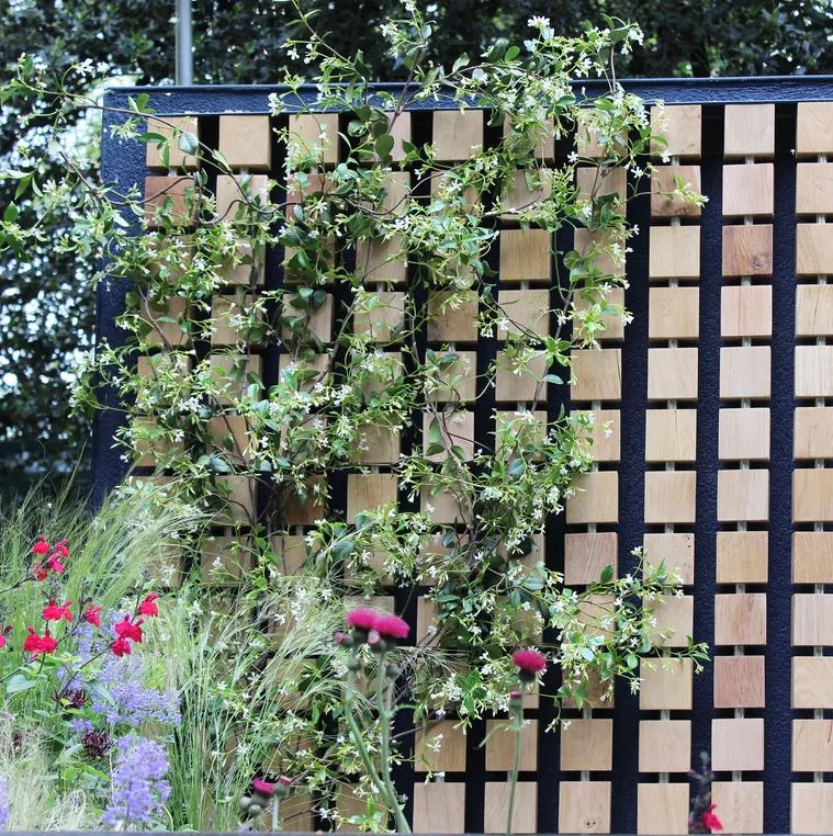 Trồng c&acirc;y ban c&ocirc;ng kỵ nhất 5 sai lầm n&agrave;y: Tiếc l&agrave; nhiều gia chủ chẳng mấy quan t&acirc;m- Ảnh 2.