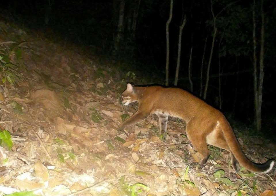 Ph&aacute;t hiện beo lửa q&uacute;y hiếm lần đầu tại Khu bảo tồn thi&ecirc;n nhi&ecirc;n P&ugrave; Hoạt - Ảnh 2.