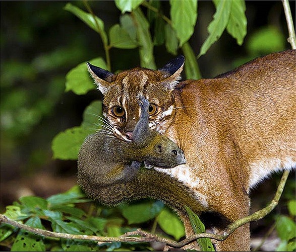 Đặt 120 bẫy ảnh, sau hơn 2 tháng chuyên gia bất ngờ phát hiện loài vật hiếm từng vắng bóng nhiều năm - Ảnh 3.