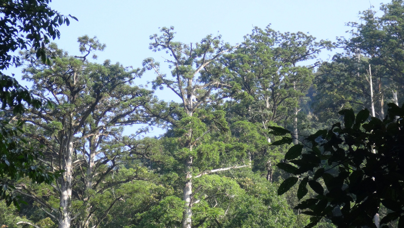 Ph&aacute;t hiện beo lửa q&uacute;y hiếm lần đầu tại Khu bảo tồn thi&ecirc;n nhi&ecirc;n P&ugrave; Hoạt - Ảnh 1.