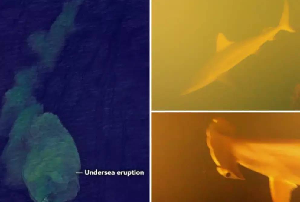 Ph&aacute;t hiện kỳ lạ: Vương quốc c&aacute; mập trong l&ograve;ng n&uacute;i lửa ngầm - Ảnh 1.