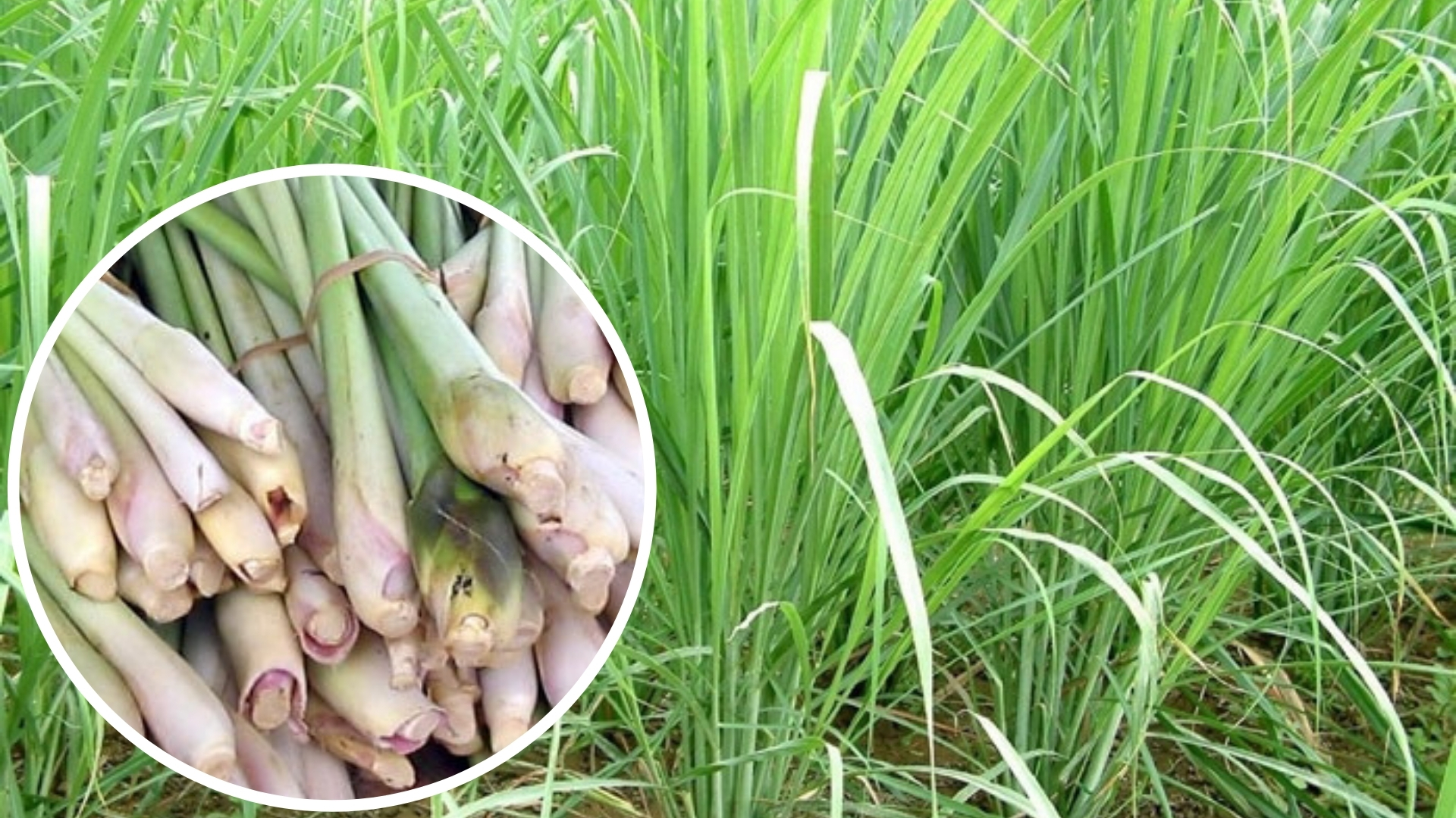 Chuột rất sợ 7 loại c&acirc;y n&agrave;y: Muốn đuổi chuột, h&atilde;y trồng &iacute;t nhất 1 loại - Ảnh 7.