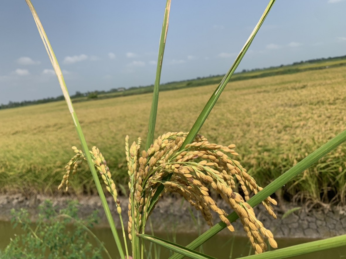 Lo&agrave;i c&aacute; c&oacute; h&igrave;nh dạng độc nhất v&ocirc; nhị ở Việt Nam, l&agrave; m&oacute;n ngon được giới nh&agrave; gi&agrave;u "săn l&ugrave;ng" - Ảnh 2.