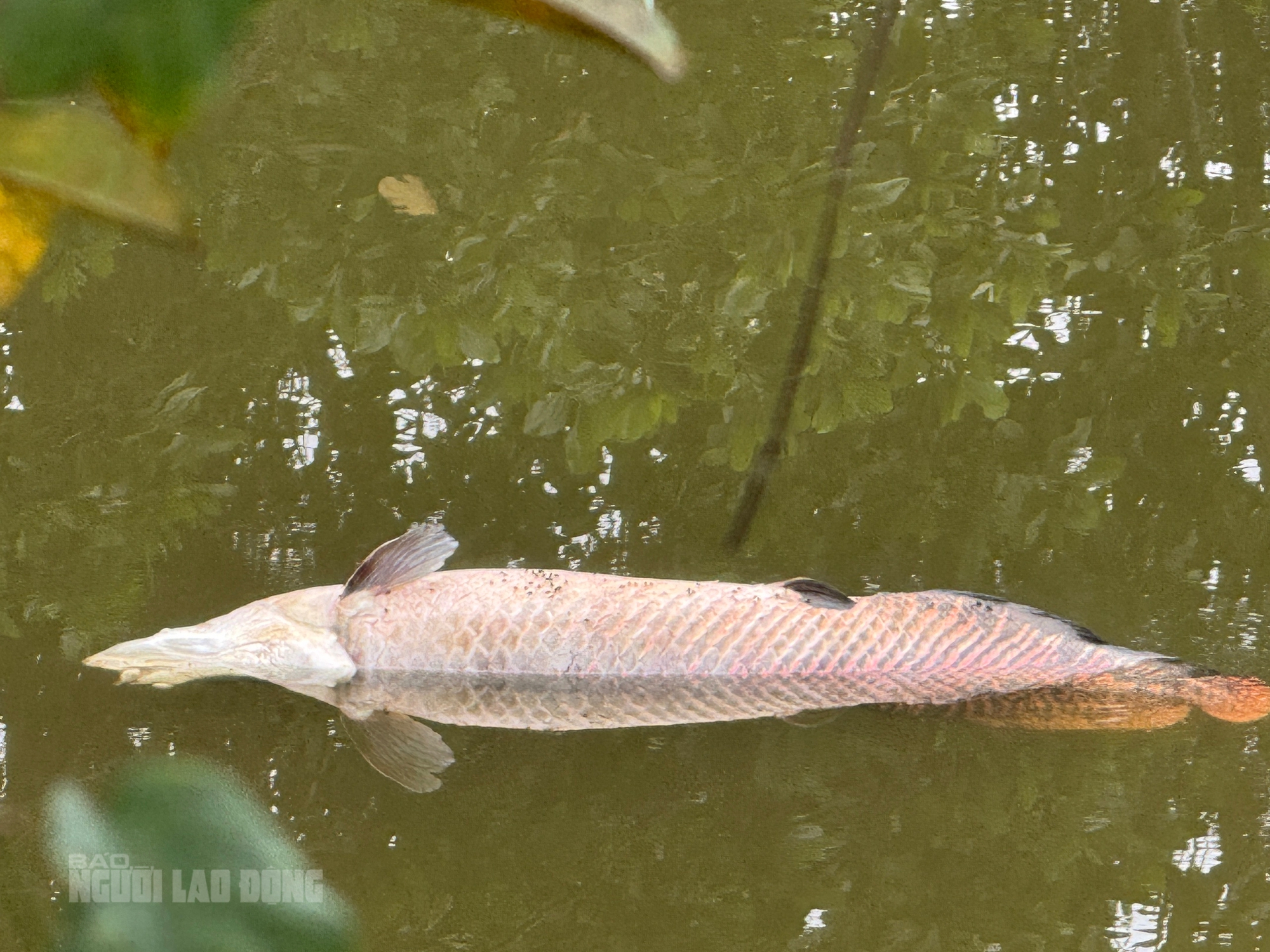 Ph&aacute;t hiện x&aacute;c c&aacute; hải tượng long nổi tr&ecirc;n hồ Trước Đ&ocirc;ng , Đ&agrave; Nẵng - Ảnh 4.
