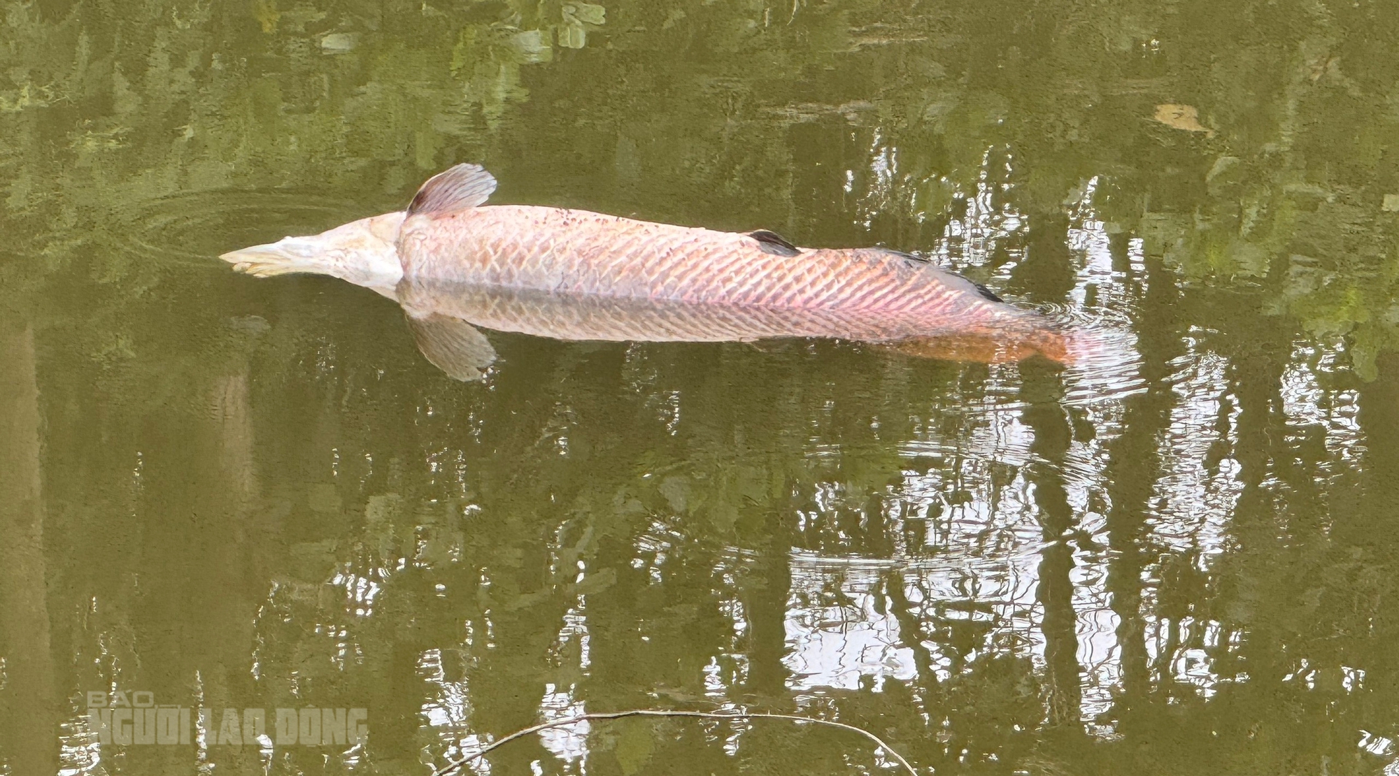 Ph&aacute;t hiện x&aacute;c c&aacute; hải tượng long nổi tr&ecirc;n hồ Trước Đ&ocirc;ng , Đ&agrave; Nẵng - Ảnh 3.