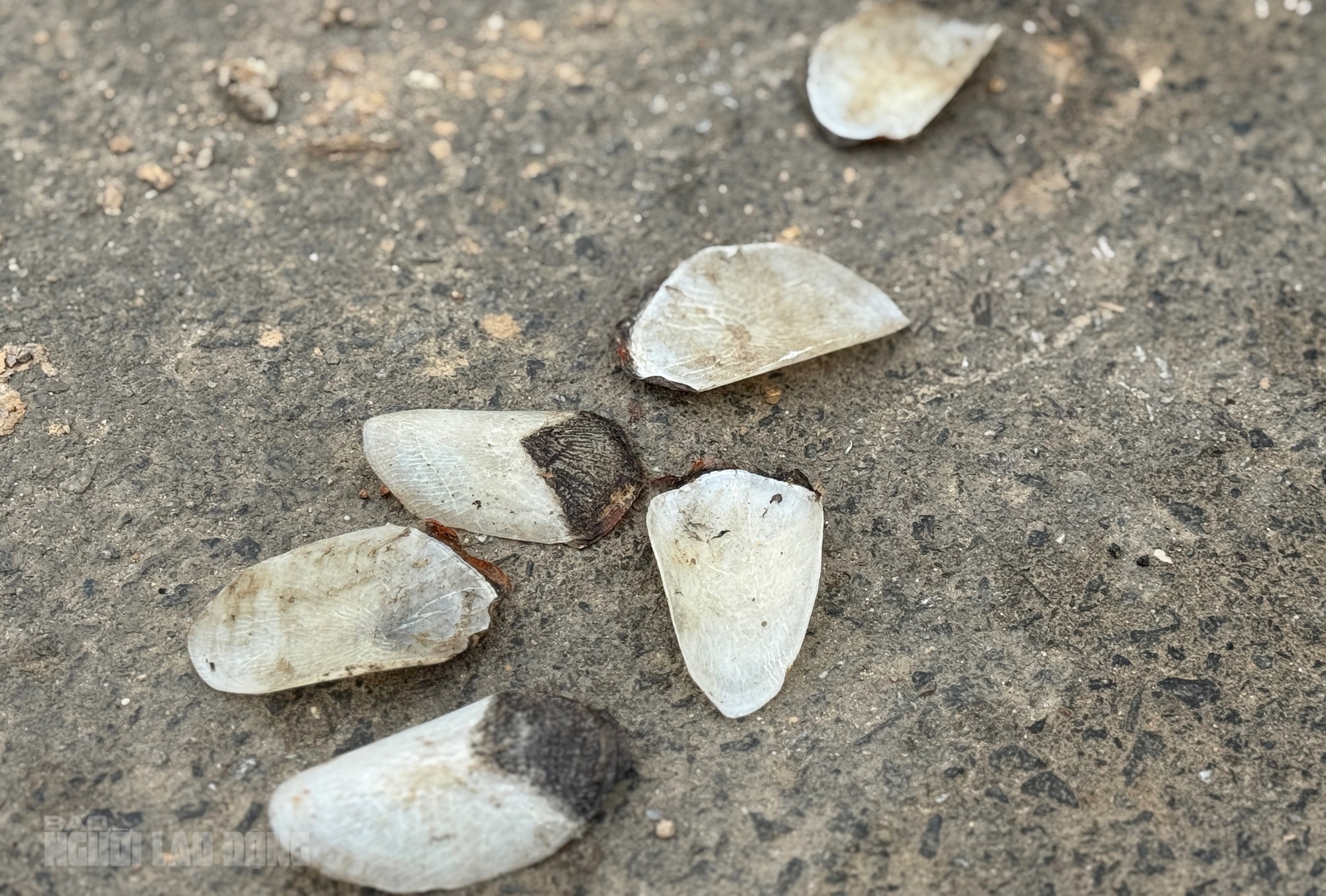 Ph&aacute;t hiện x&aacute;c c&aacute; hải tượng long nổi tr&ecirc;n hồ Trước Đ&ocirc;ng , Đ&agrave; Nẵng - Ảnh 2.