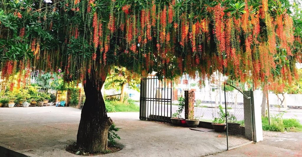 Trồng 4 loại c&acirc;y giữ lộc gi&uacute;p gia chủ t&agrave;i lộc dồi d&agrave;o - Ảnh 1.