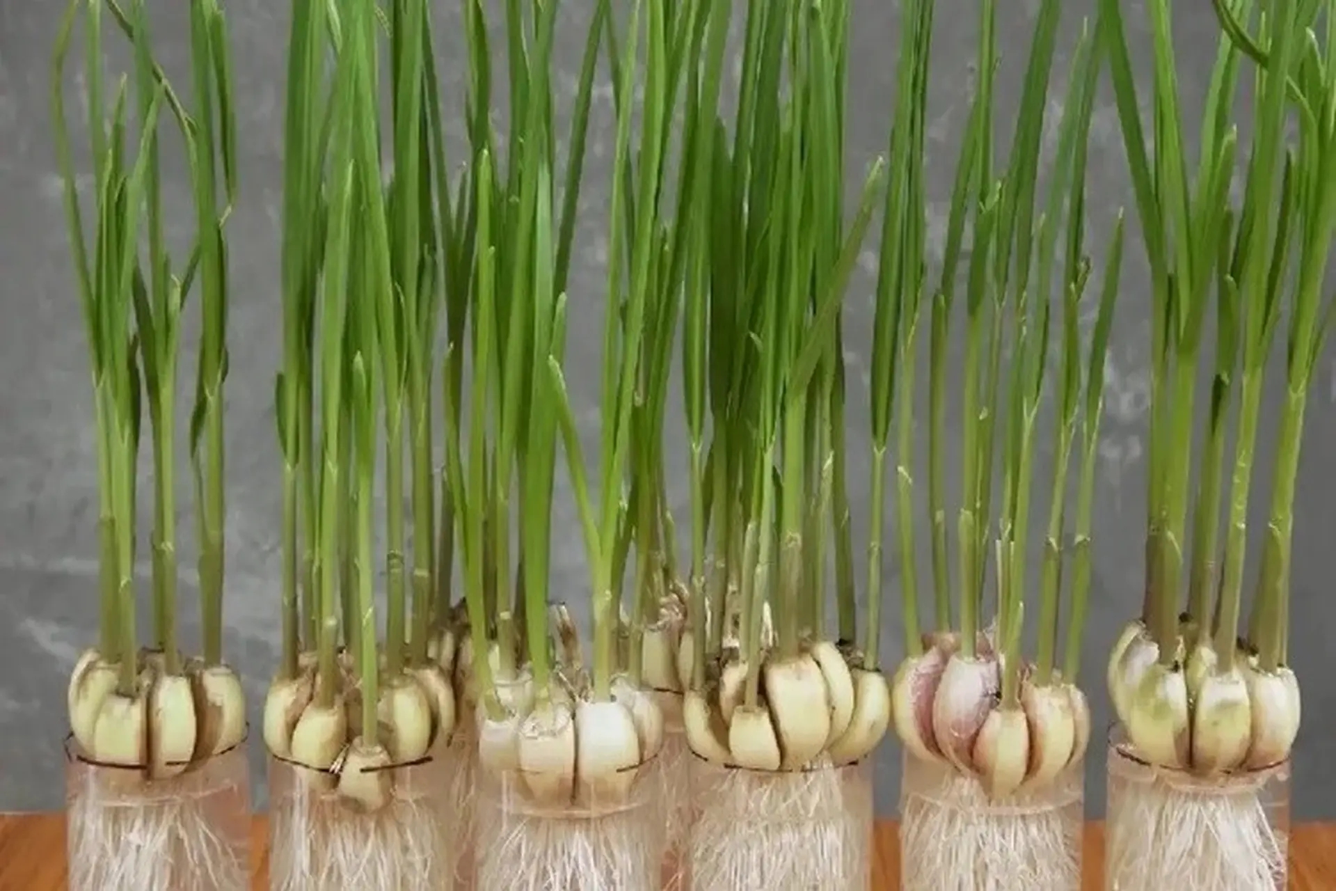 Chuột rất sợ 7 loại c&acirc;y n&agrave;y: Muốn đuổi chuột, h&atilde;y trồng &iacute;t nhất 1 loại - Ảnh 1.