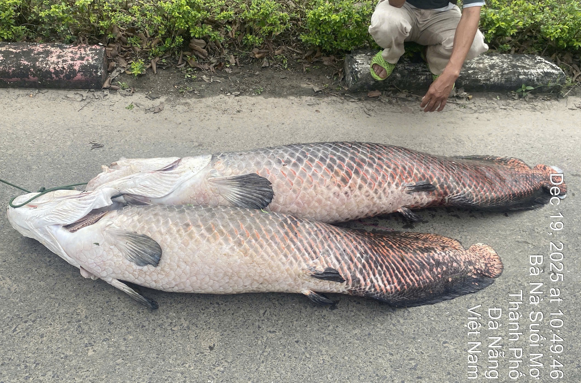 Ph&aacute;t hiện x&aacute;c c&aacute; hải tượng long nổi tr&ecirc;n hồ Trước Đ&ocirc;ng , Đ&agrave; Nẵng - Ảnh 1.