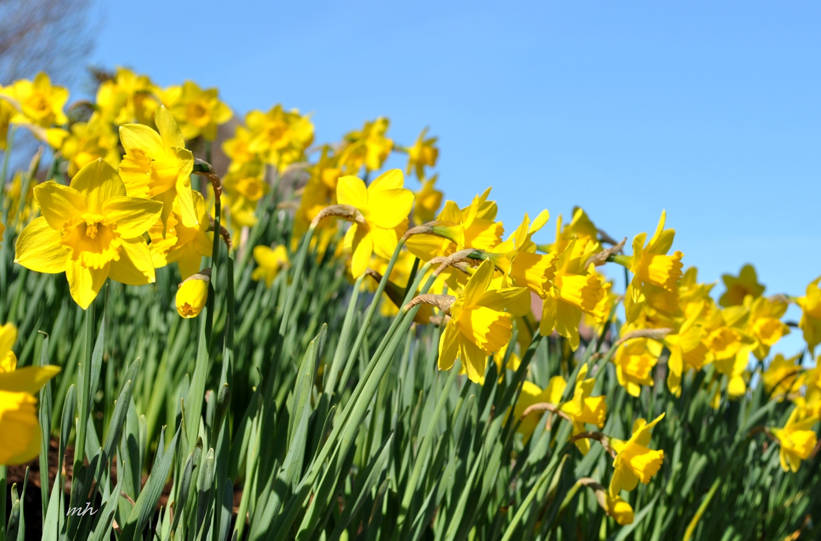 Chuột rất sợ 7 loại c&acirc;y n&agrave;y: Muốn đuổi chuột, h&atilde;y trồng &iacute;t nhất 1 loại - Ảnh 3.