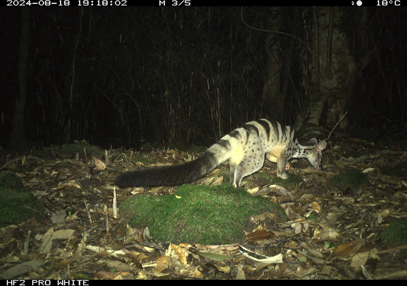Phát hiện 1 loài cực kỳ quý hiếm, tưởng đã biến mất khỏi lãnh thổ Việt Nam: Sử dụng công nghệ cao, quy mô lớn chưa từng có - Ảnh 2.