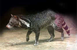 Phát hiện 1 loài cực kỳ quý hiếm, tưởng đã biến mất khỏi lãnh thổ Việt Nam: Sử dụng công nghệ cao, quy mô lớn chưa từng có - Ảnh 3.