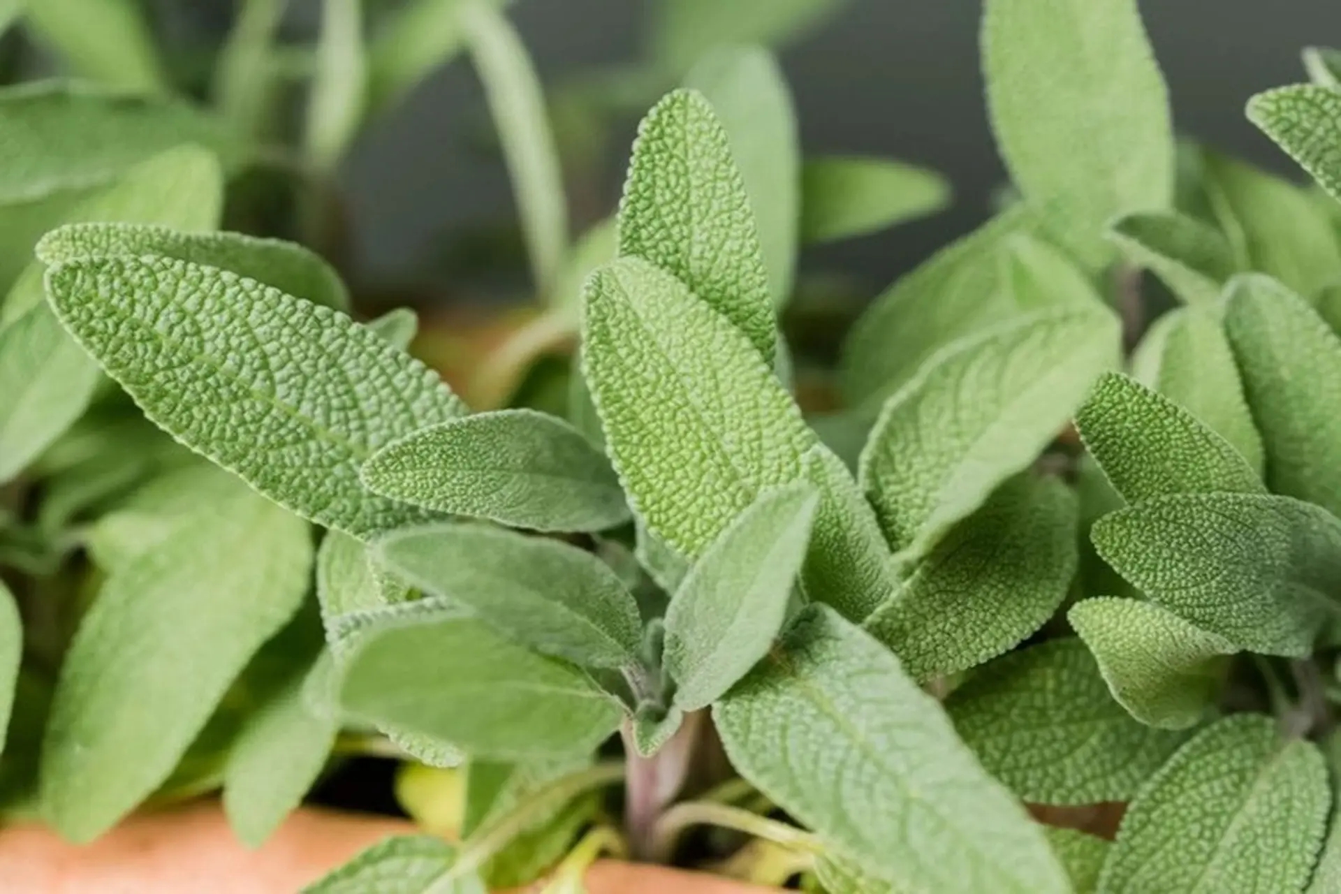 Chuột rất sợ 7 loại c&acirc;y n&agrave;y: Muốn đuổi chuột, h&atilde;y trồng &iacute;t nhất 1 loại - Ảnh 5.