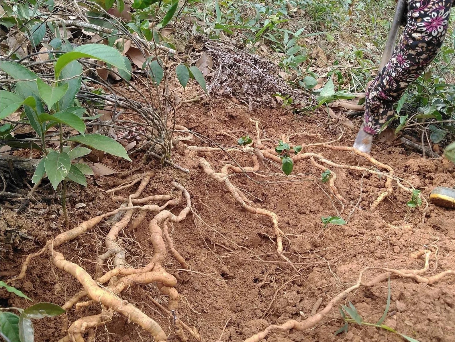 "Thủy quái" dưới lòng sông Đà được ví như "nhân sâm nước", đại gia chi 45 triệu đồng để sở hữu - Ảnh 2.