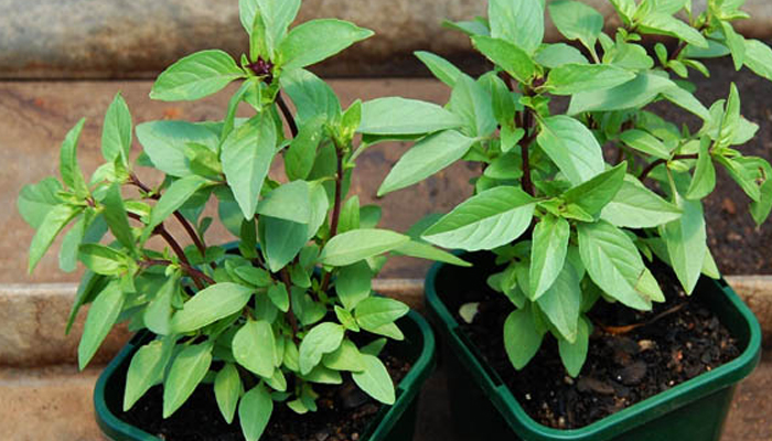 - Ảnh 1. - Ảnh 1.