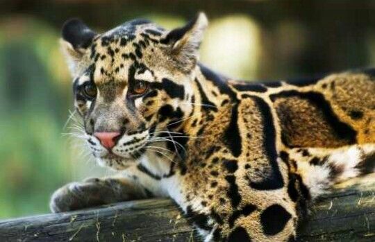 Được xác nhận tuyệt chủng 40 năm, loài vật này bất ngờ xuất hiện trở lại, chuyên gia nói: Hawking đã đúng - Ảnh 3.