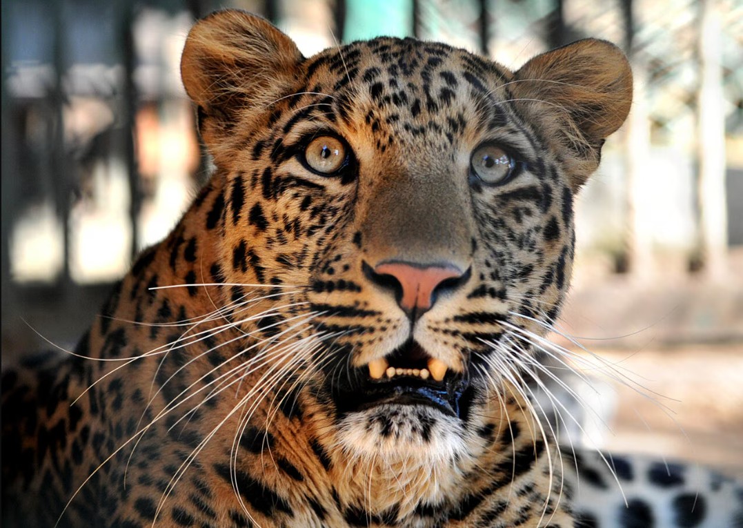 Được xác nhận tuyệt chủng 40 năm, loài vật này bất ngờ xuất hiện trở lại, chuyên gia nói: Hawking đã đúng - Ảnh 5.