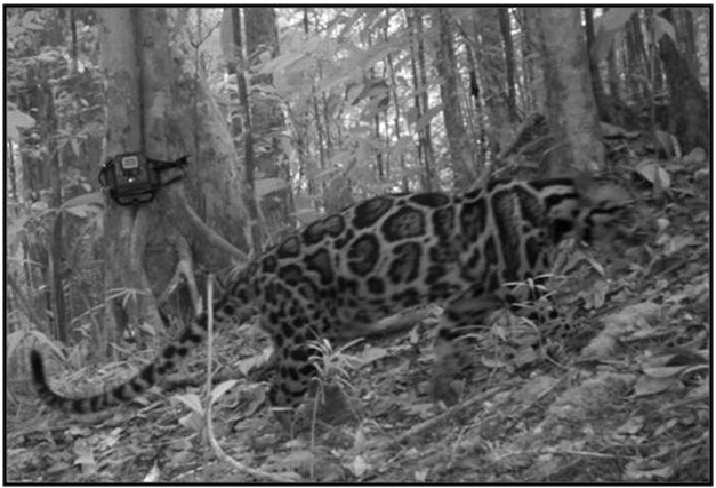 Được xác nhận tuyệt chủng 40 năm, loài vật này bất ngờ xuất hiện trở lại, chuyên gia nói: Hawking đã đúng - Ảnh 2.