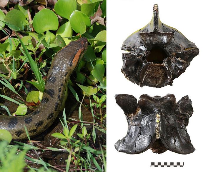 Phát hiện bằng chứng loài trăn Anaconda khổng lồ ở Amazon đạt kích thước tối đa cách đây 12 triệu năm - Ảnh 2.