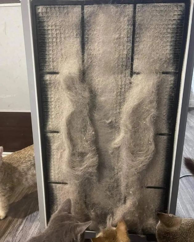 Cận cảnh bộ lọc không khí của một gia đình ở Long Biên: Không ngờ lại đến mức này! - Ảnh 7.